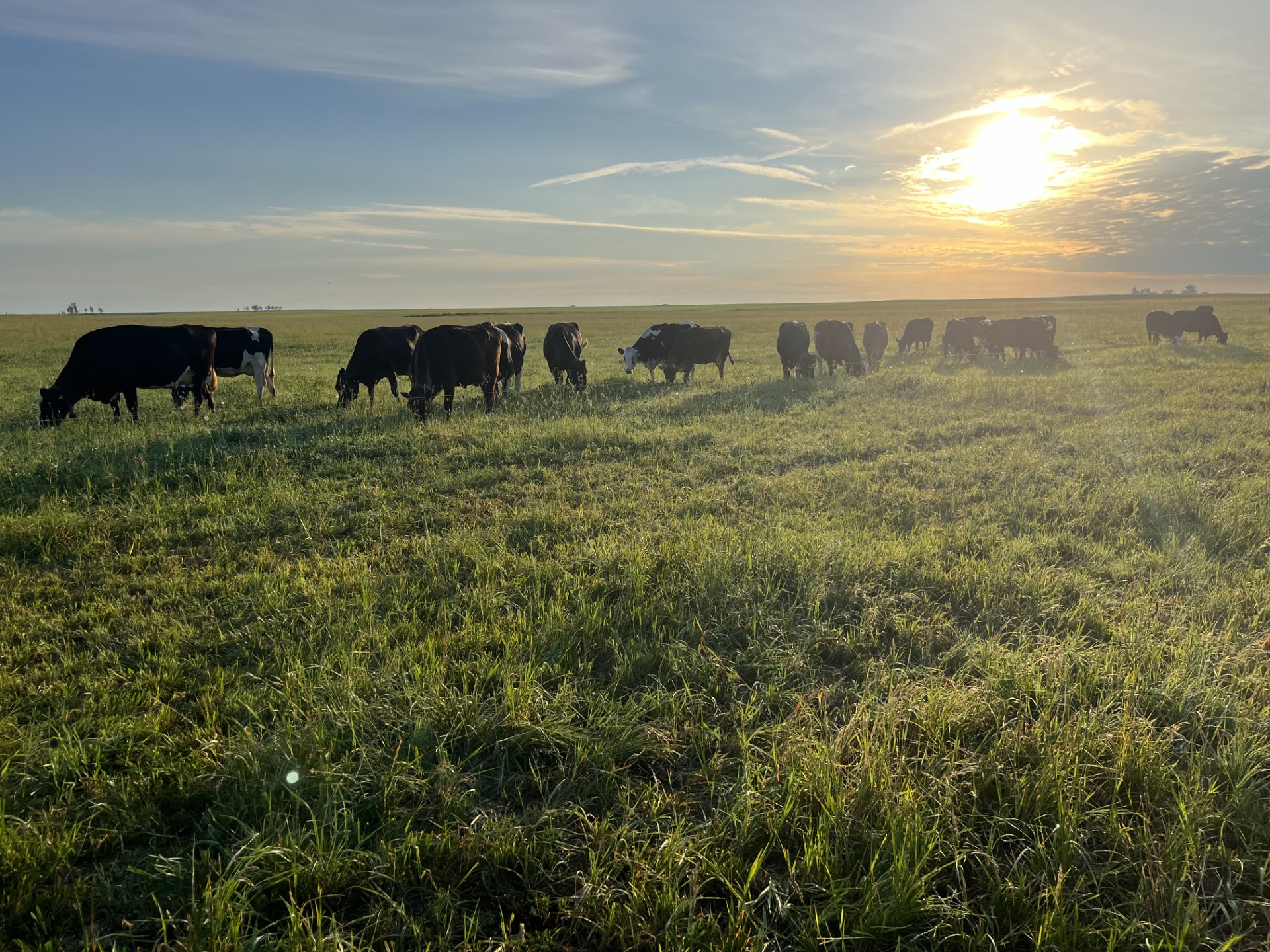 Ten Brummelhuis Grazing Cattle