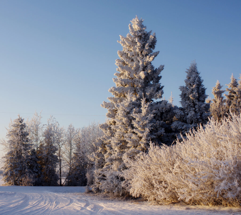 winter hoarfrost on the farm